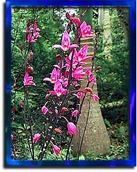 Flower Forest of Barbados