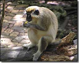 Barbados Wildlife Reserve