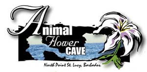 Animal Flower Cave, Barbados