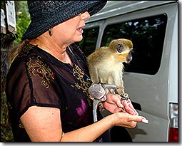 CJ's Tours and Taxi Services