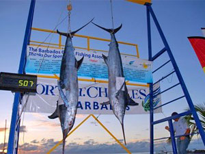 Deep Sea Fishing in Barbados: Big Game Sport Fishing Trips, Holiday & Vacation Packages