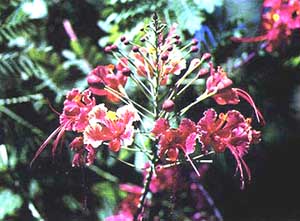 Pride of Barbados - The National Flower