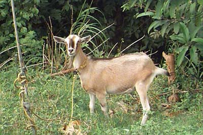 Photo by Andi Stoute