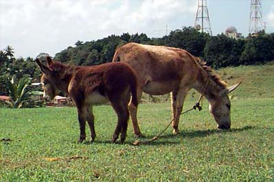 Photo by Geoff Farmer