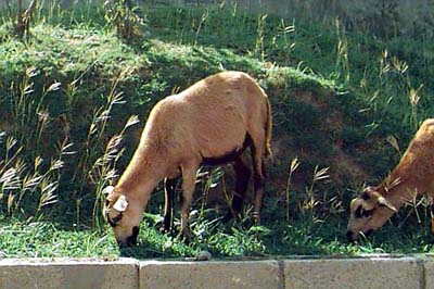 Photo by Andi Stoute